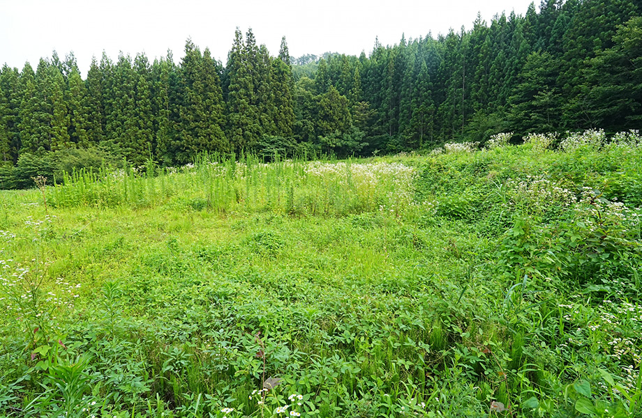 耕地放棄地美化事業