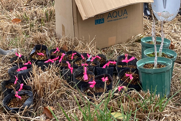 漆の植樹・栽培 - 2022-1