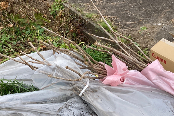 漆の植樹・栽培 - 2022-3