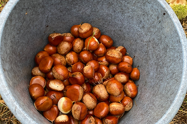 漆の植樹・栽培 - 2023-3