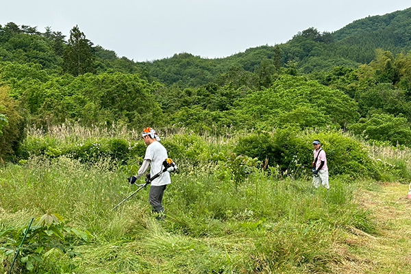漆の植樹・栽培 - 2024-1