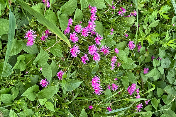 漆の植樹・栽培 - 2024-2