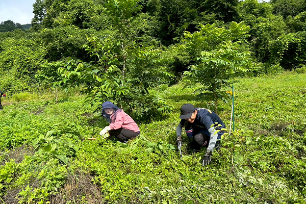 漆の植樹・栽培 - 2025-1