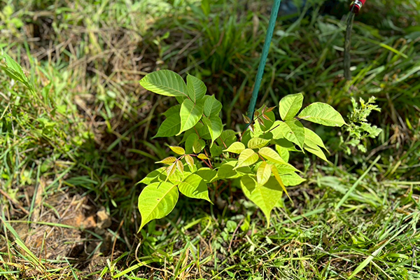 漆の植樹・栽培 - 2025-3