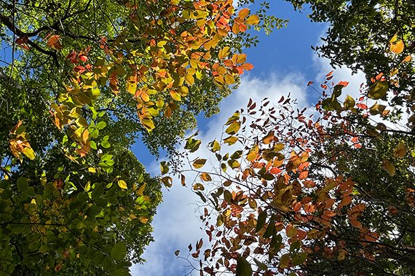 Camino de Banzan - 2024-2