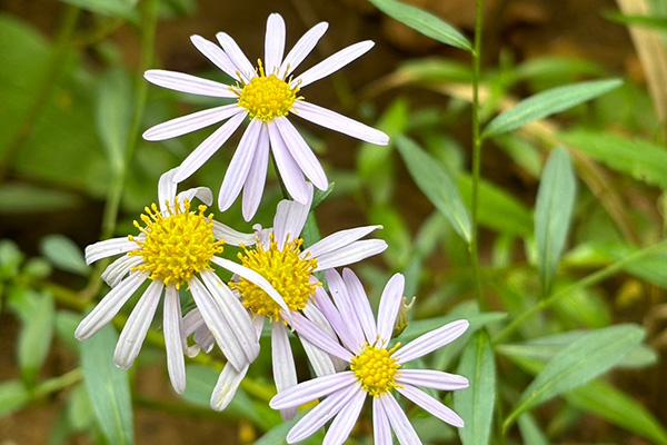 Camino de Banzan - 2024-4