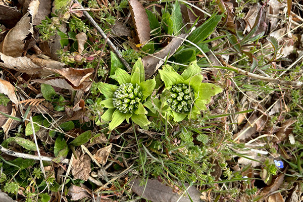 Camino de Banzan - 2025-1