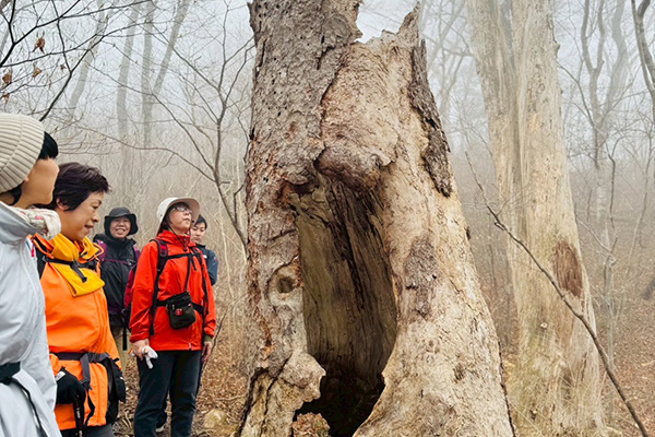 Camino de Banzan - 2025-2