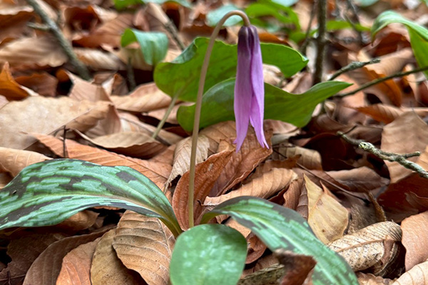 Camino de Banzan - 2025-4