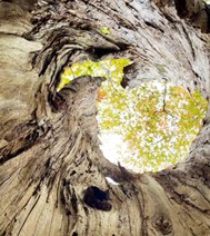 入選　清原諒一 木の下から覗く木々