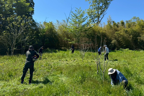漆の植樹・栽培 - 2026-2