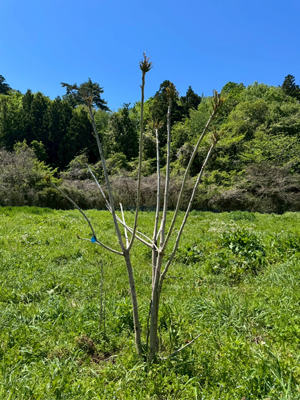 漆の植樹・栽培 - 2026-3